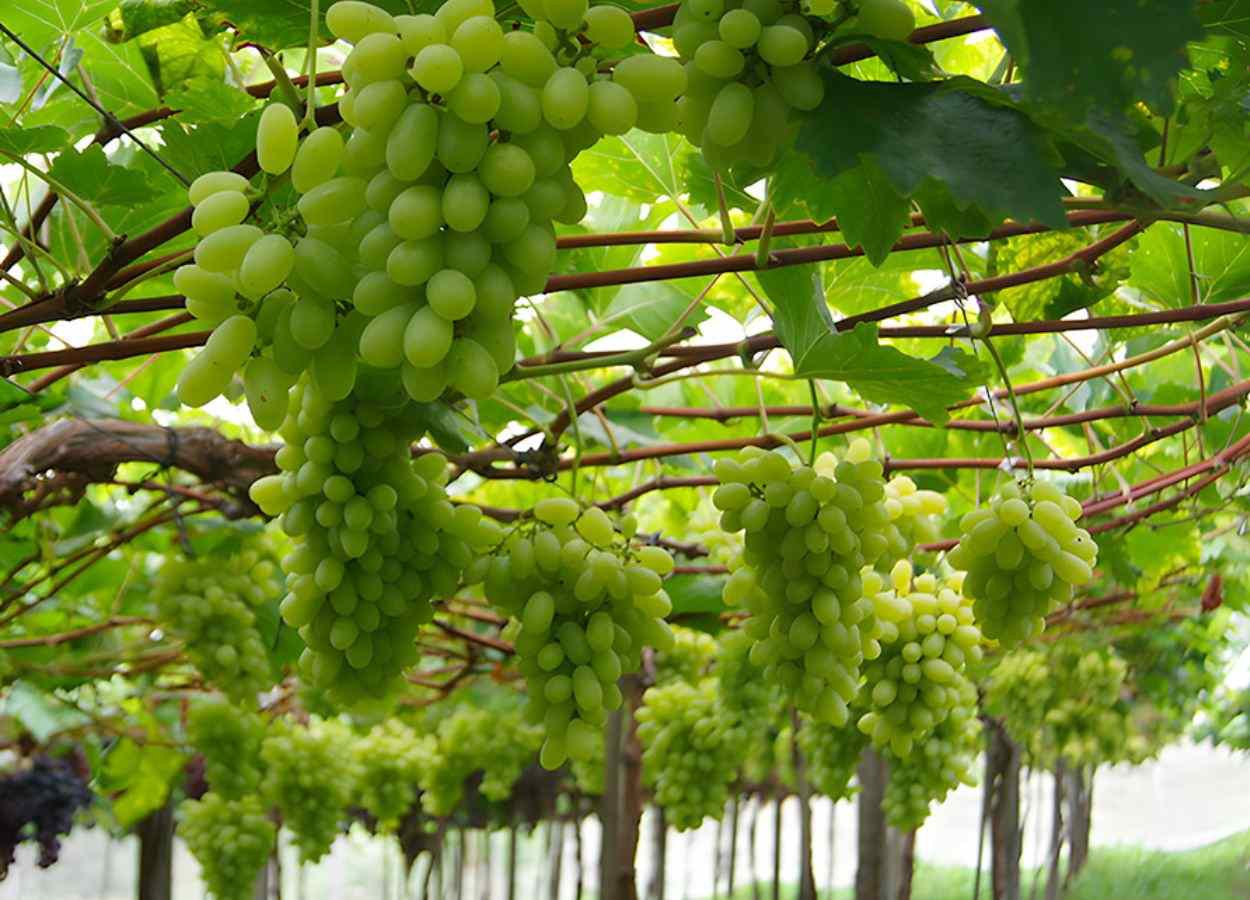 Embrapa lança cultivar de uva branca para a Região Sul