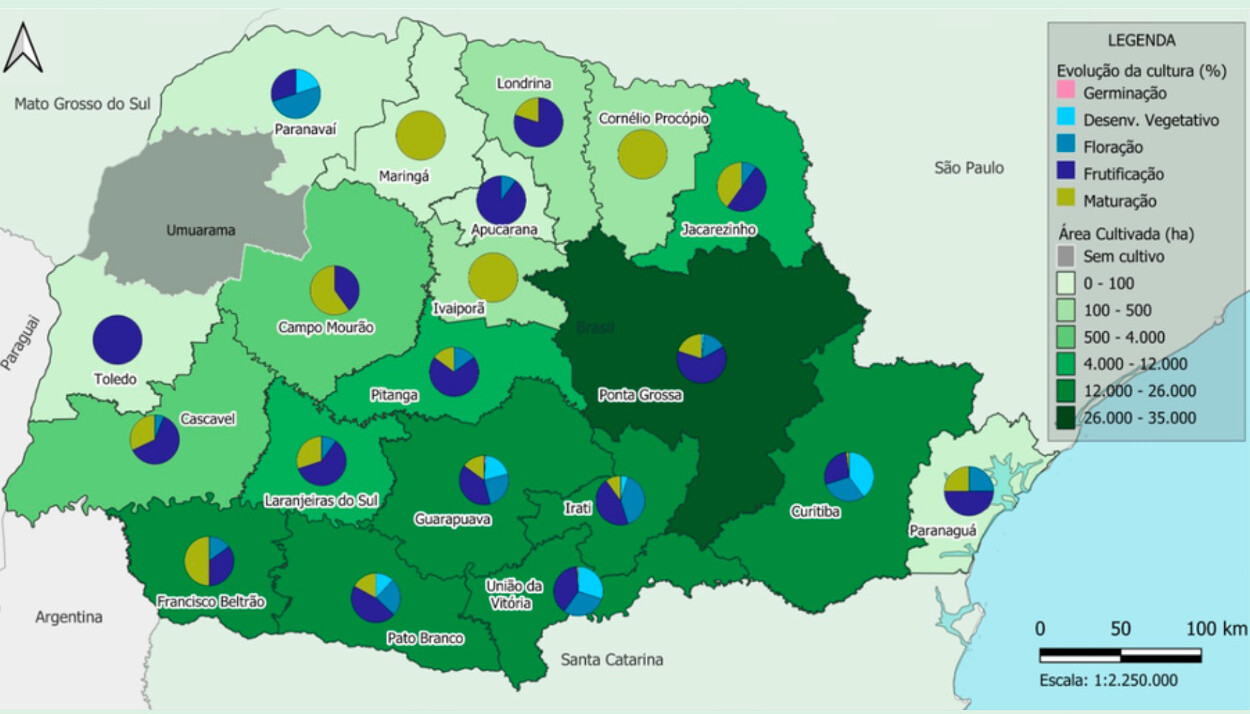 Situação do feijão no Paraná