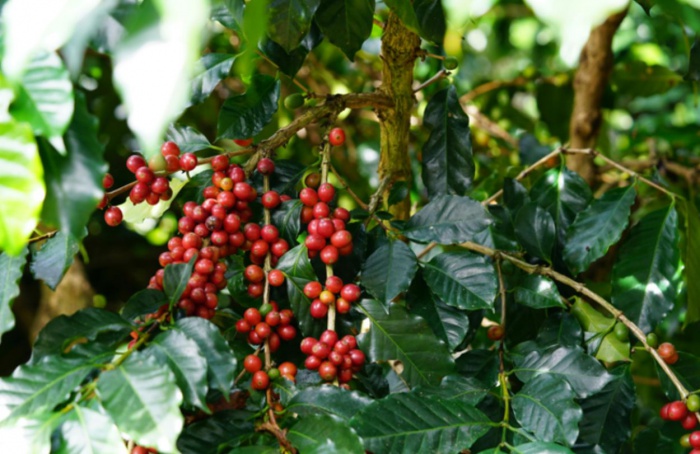 Aberto credenciamento para recursos do Funcafé 25/26
