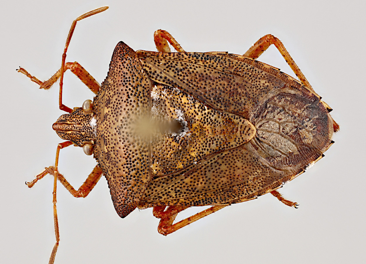 Foto:&nbsp;Lindsey Seastone, USDA