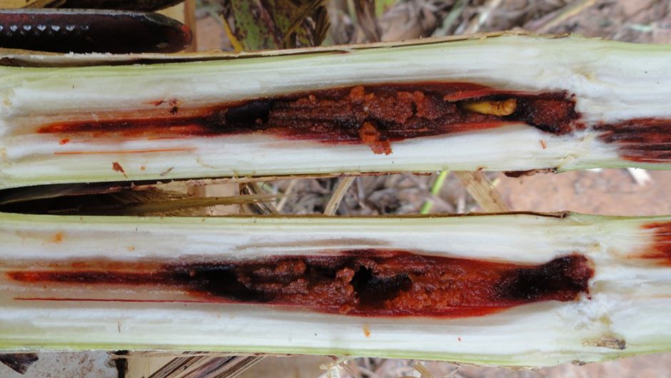 Diatraea saccharalis; foto: Simone Mendes e Otavio Araujo