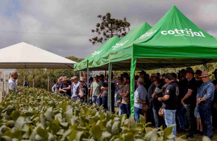 Dia de Campo Cotrijal 2026 destaca manejo em soja