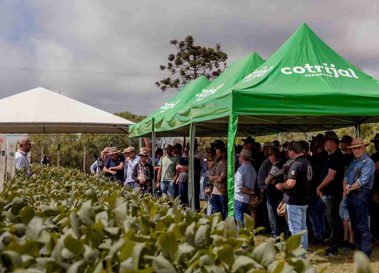 Dia de Campo Cotrijal 2026 destaca manejo em soja