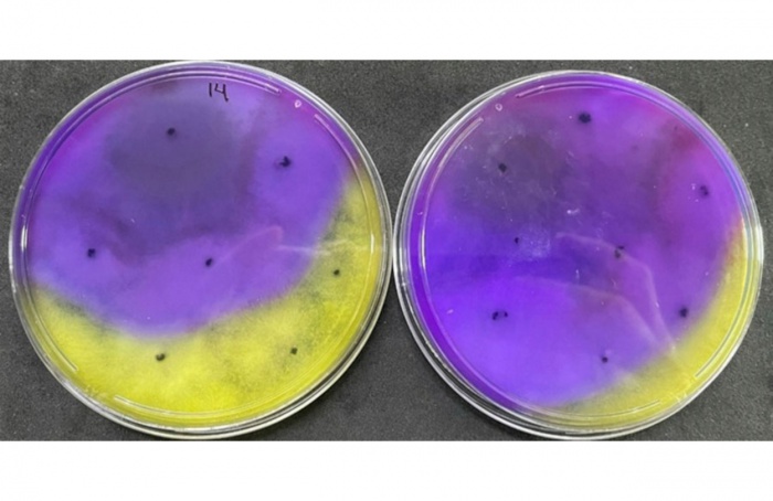 Fungo brasileiro elimina 100% do mofo-branco em testes de laboratório
