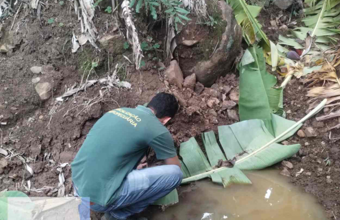 Agricultura coordena ações de controle do mosquito-pólvora em bananais do Rio Grande do Sul