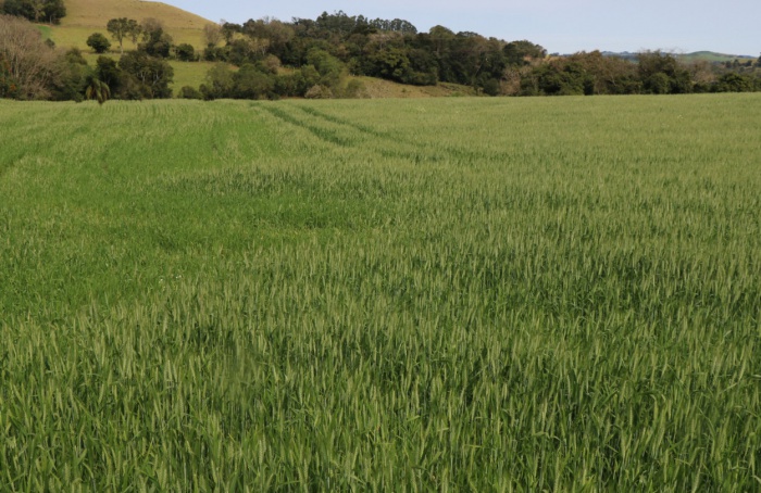 Produtividade do trigo permanece favorável no Rio Grande do Sul apesar de intercorrência climática