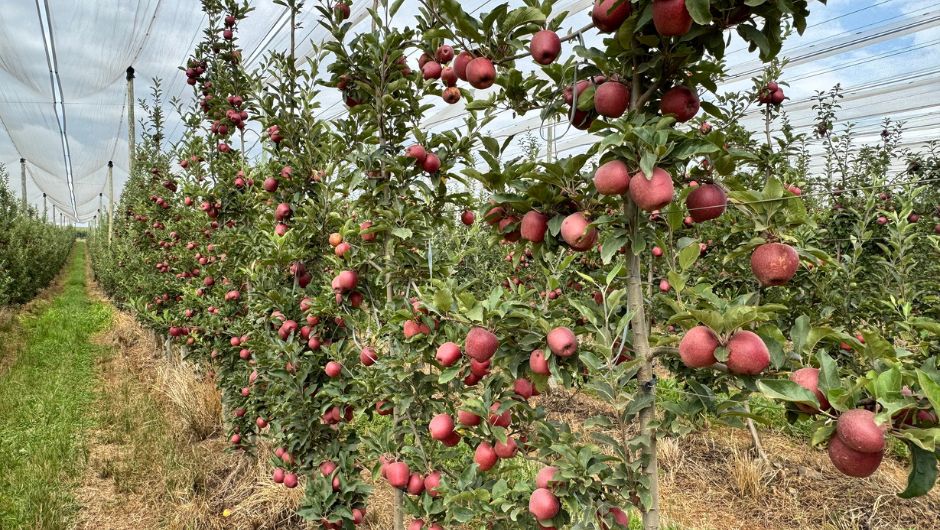 Foto: Cassiane Osório