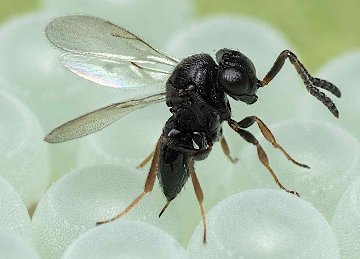 Voláteis de plantas, feromônios e manejo do habitat podem reforçar a ação de inimigos naturais