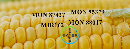 Technical opinion releases corn with MON 87427 × MON 95379 × MIR162 × MON 88017