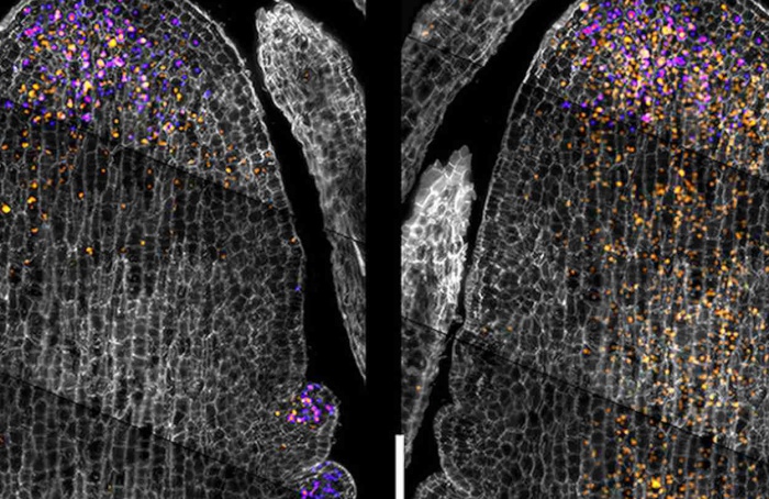 Cientistas identificam genes que controlam células-tronco em plantas