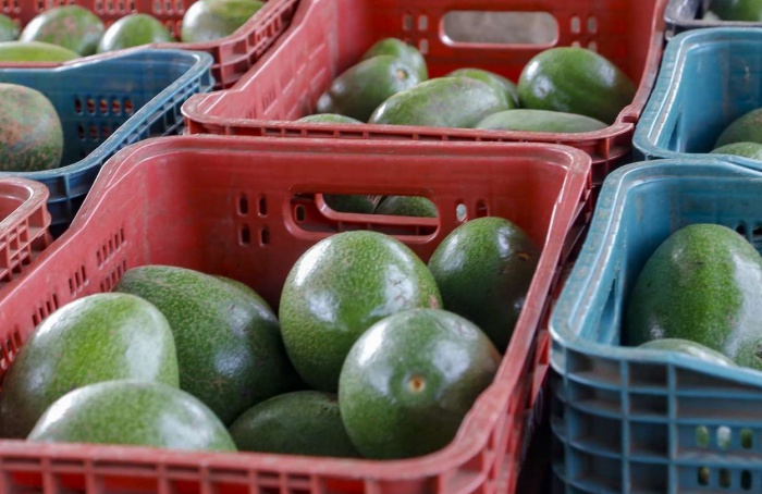 Produção de abacate cresce no Paraná