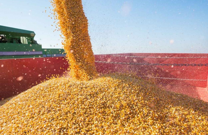 Abundância global de milho marcou 2025 e derrubou preços