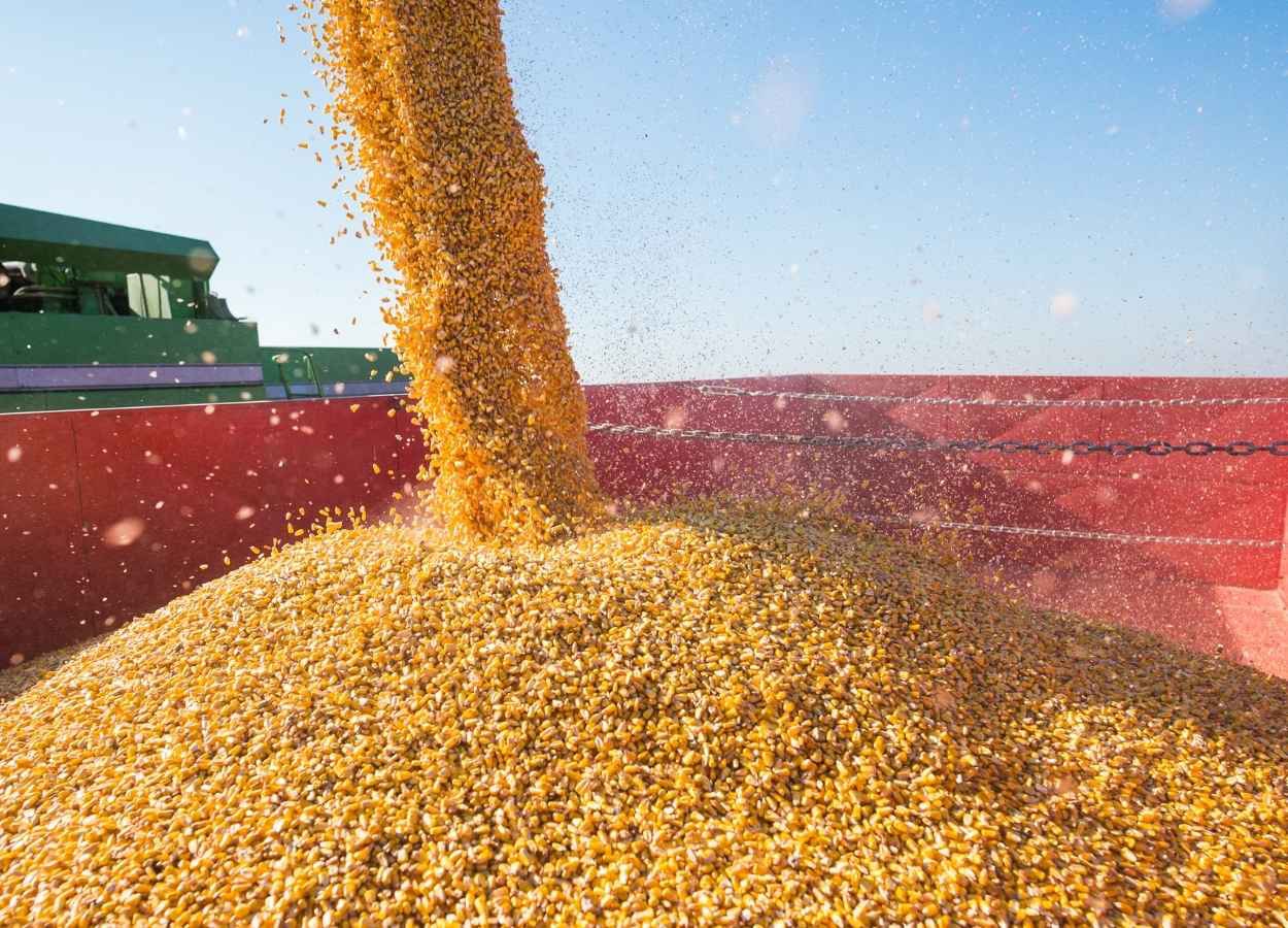 Abundância global de milho marcou 2025 e derrubou preços