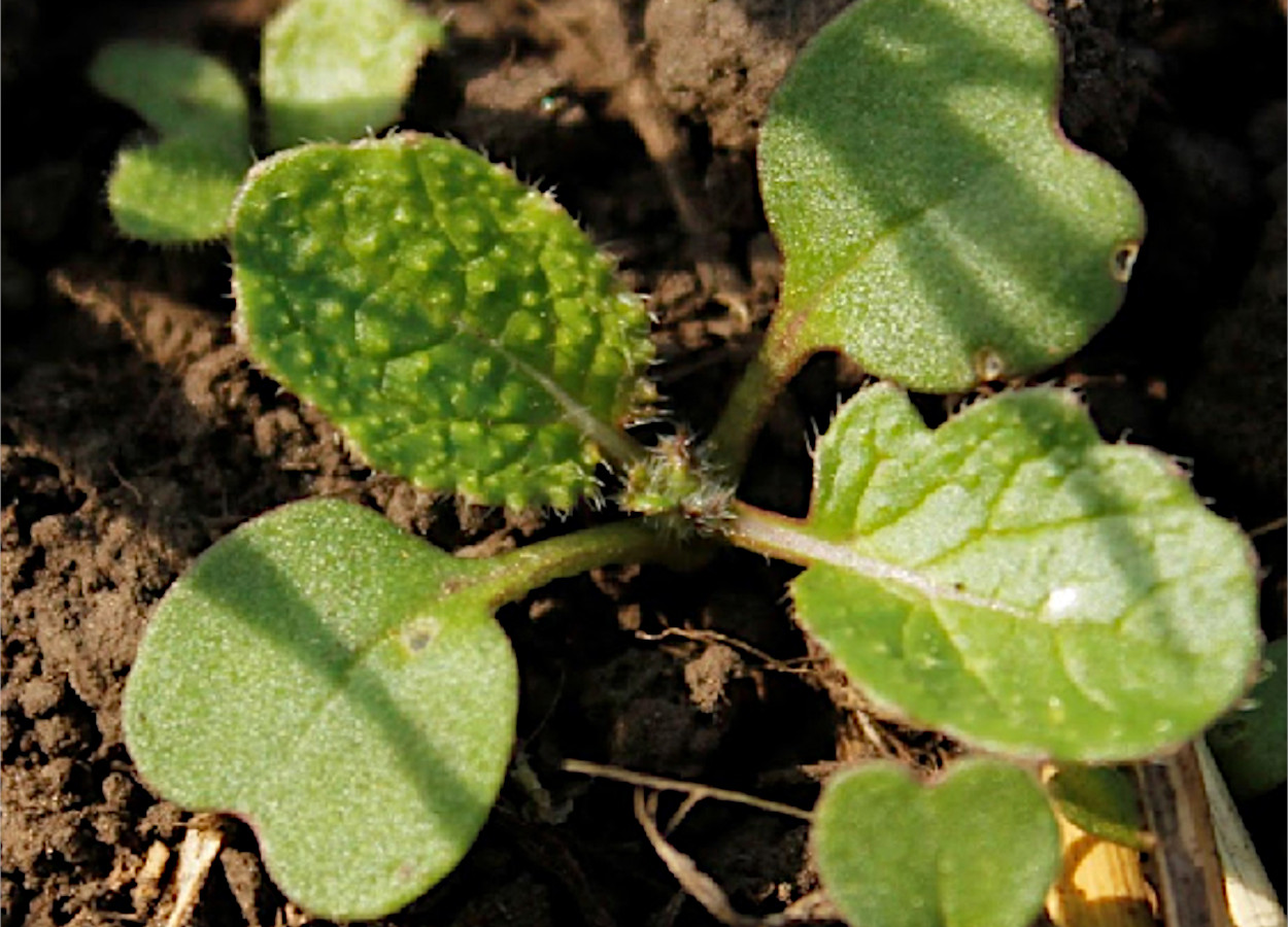 Brassica rapa&nbsp;- Foto: Aapresid