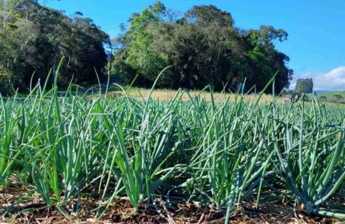 Epagri revela benefícios do uso de biocarvão na produção de cebola