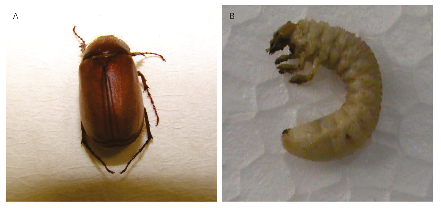 Figura 4 - Adulto (A) e larva (B) de Liogenys fusca