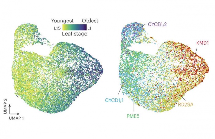 Estresse hídrico acelera envelhecimento foliar