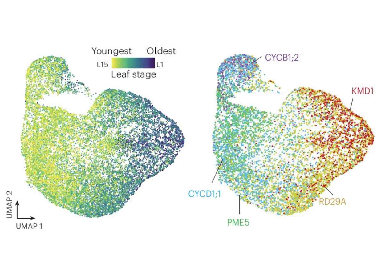 Estresse hídrico acelera envelhecimento foliar