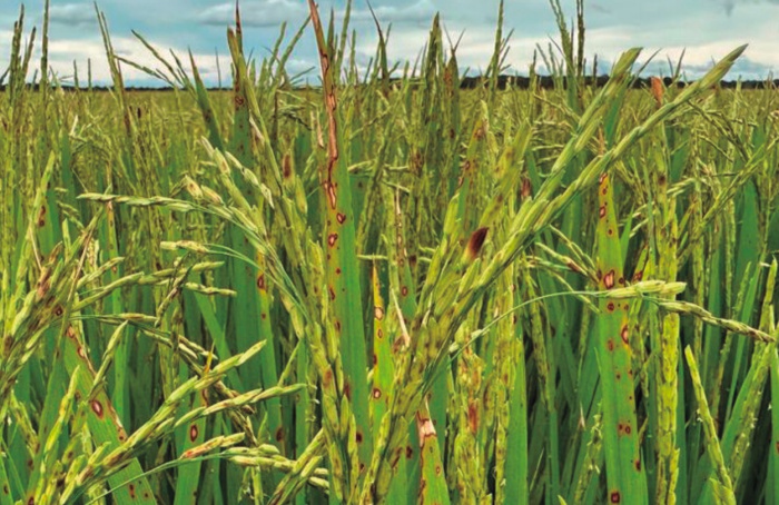 Doenças fúngicas em arroz: brusone e queima das bainhas