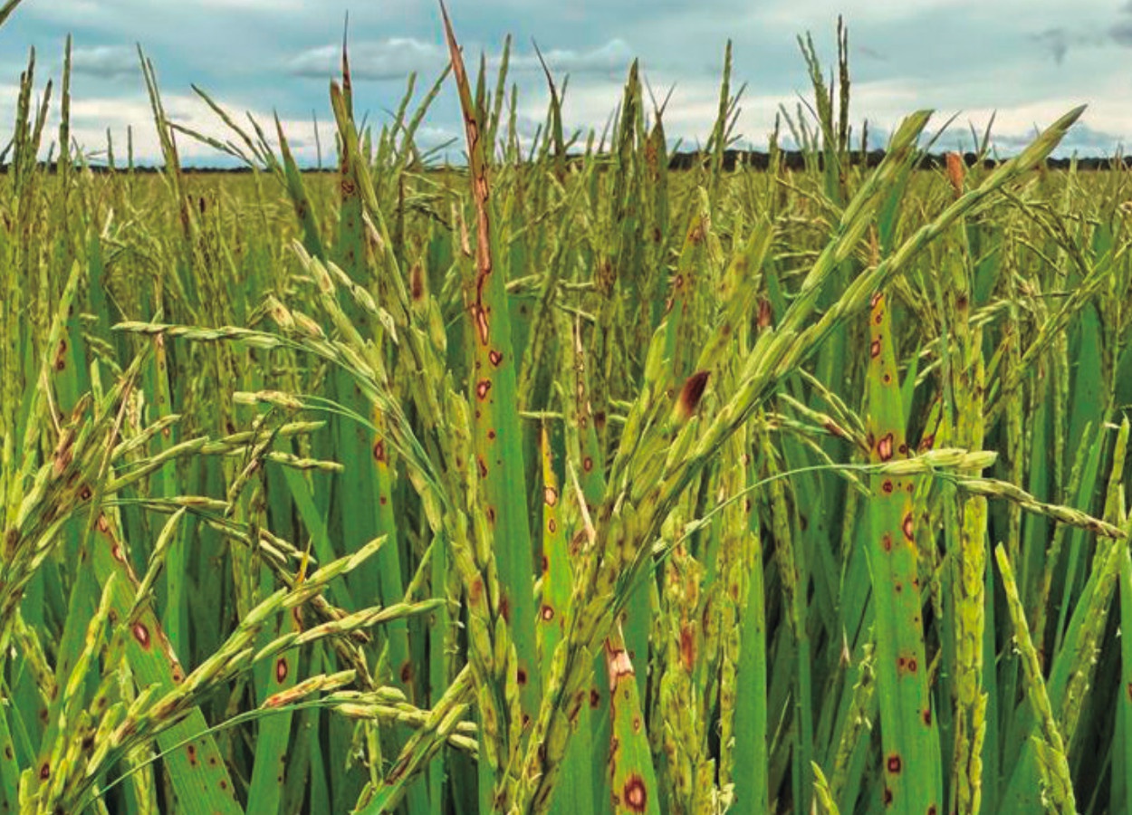 Fungal diseases in rice: blast and sheath burn - Revista Cultivar