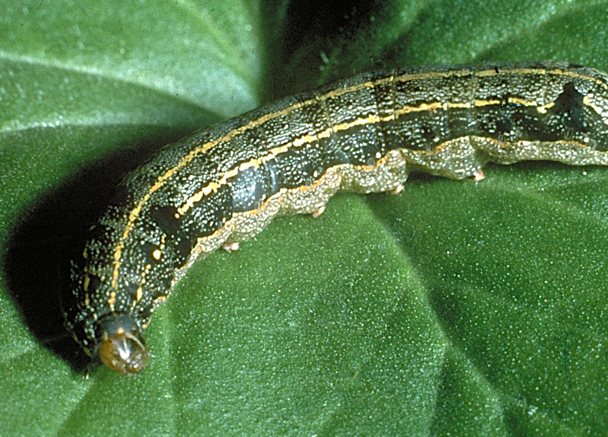 Foto: Biologische Bundesanstalt fur Land und Forstwirtschaft - Bugwood