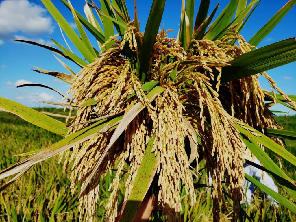 Sementes híbridas de arroz ajudam o agricultor aumentar produtividade da lavoura