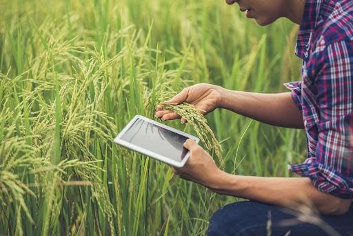 Infosys prevê aumento da adoção de tecnologia de ponta na gestão agrícola