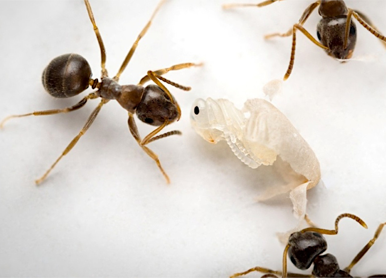 Quando uma pupa de formiga sinaliza sua morte iminente causada por uma infecção incurável, as operárias a retiram do casulo e a desinfetam - Foto:&nbsp;Christopher D. Pull / ISTA
