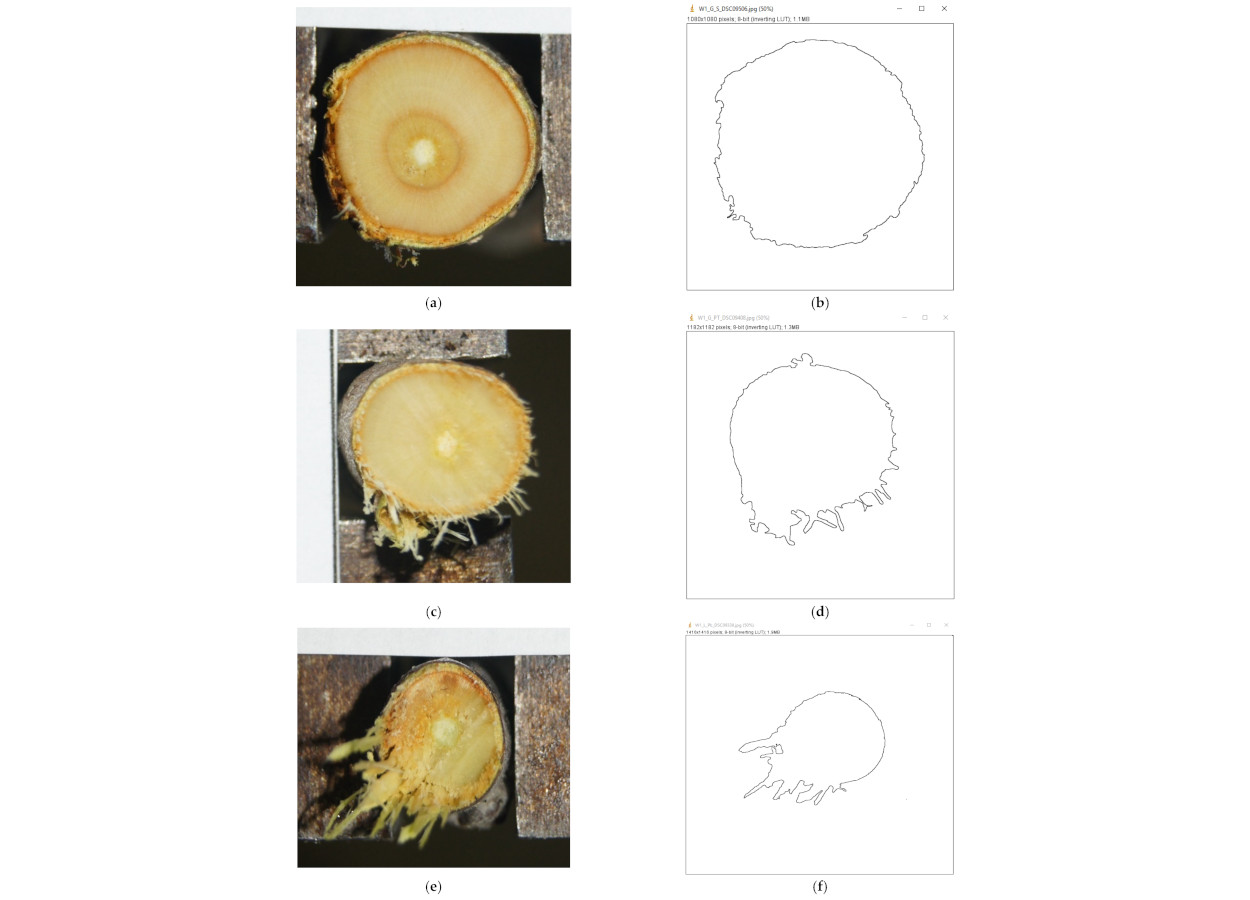 Exemplo de seção transversal de uma amostra de broto de maçã ‘Gloster’: (a) corte com tesoura de poda; (b) contorno delineado para análise; (c) corte com serra circular; (d) contorno delineado para análise; (e) corte com motosserra elétrica; (f) contorno delineado para análise -&nbsp;doi.org/10.3390/agriculture16010115
