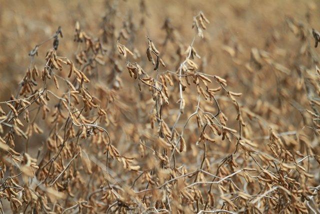 Pesquisadores e extensionistas rurais discutem desafios para altos rendimentos da soja no DF