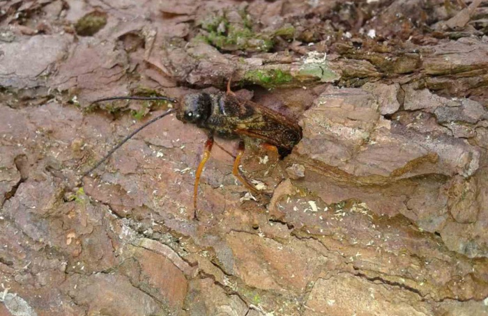Defesa sanitária e controle da vespa-da-madeira são temas de reunião em Santa Catarina