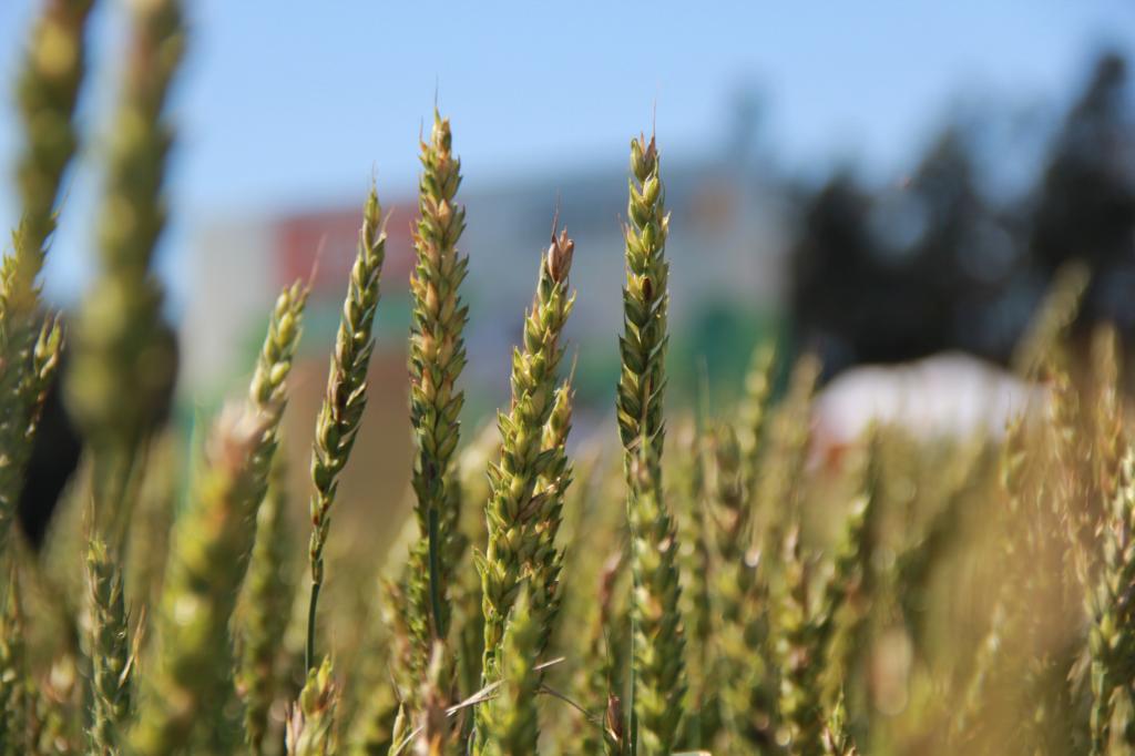 ​Biotrigo lança duas cultivares na Reunião Brasileira do Trigo