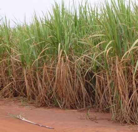 Santa Vitória Açúcar e Álcool inicia as operações da planta de etanol