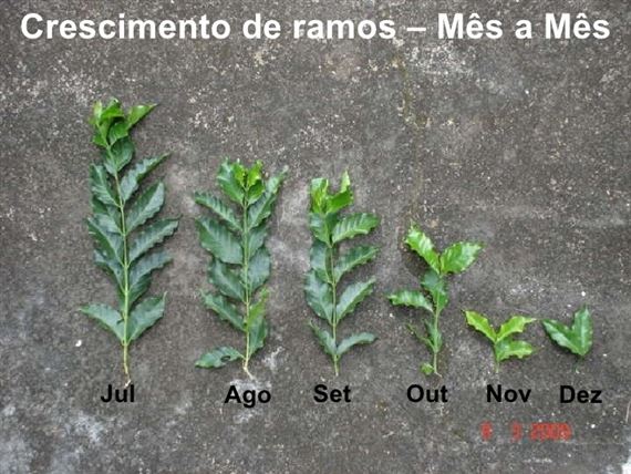 Figura 2 - Crescimento dos ramos de acordo com a época de poda. – Foto: Cafépoint