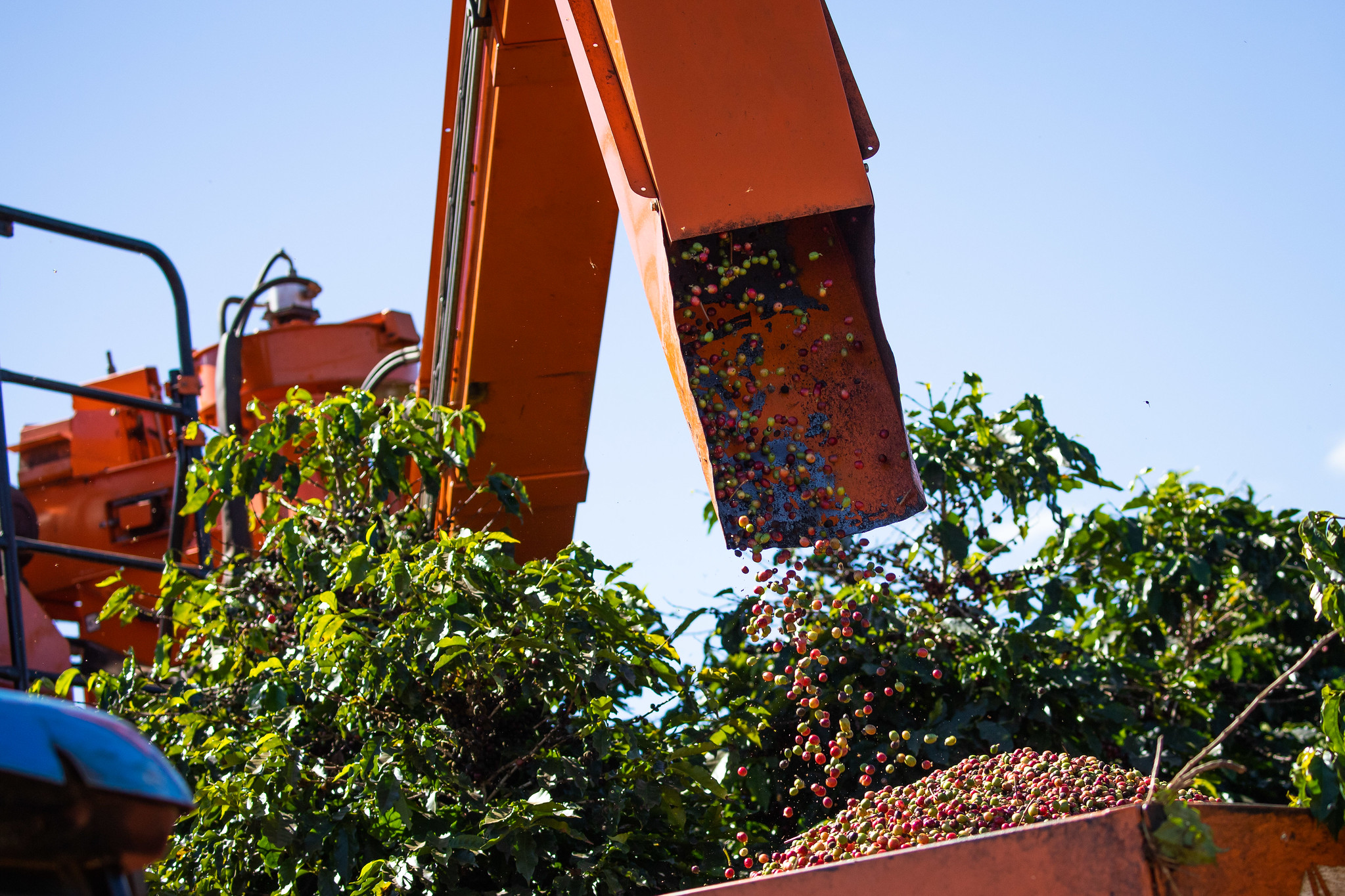 Produção mundial de café foi estimada em 170 milhões de sacas