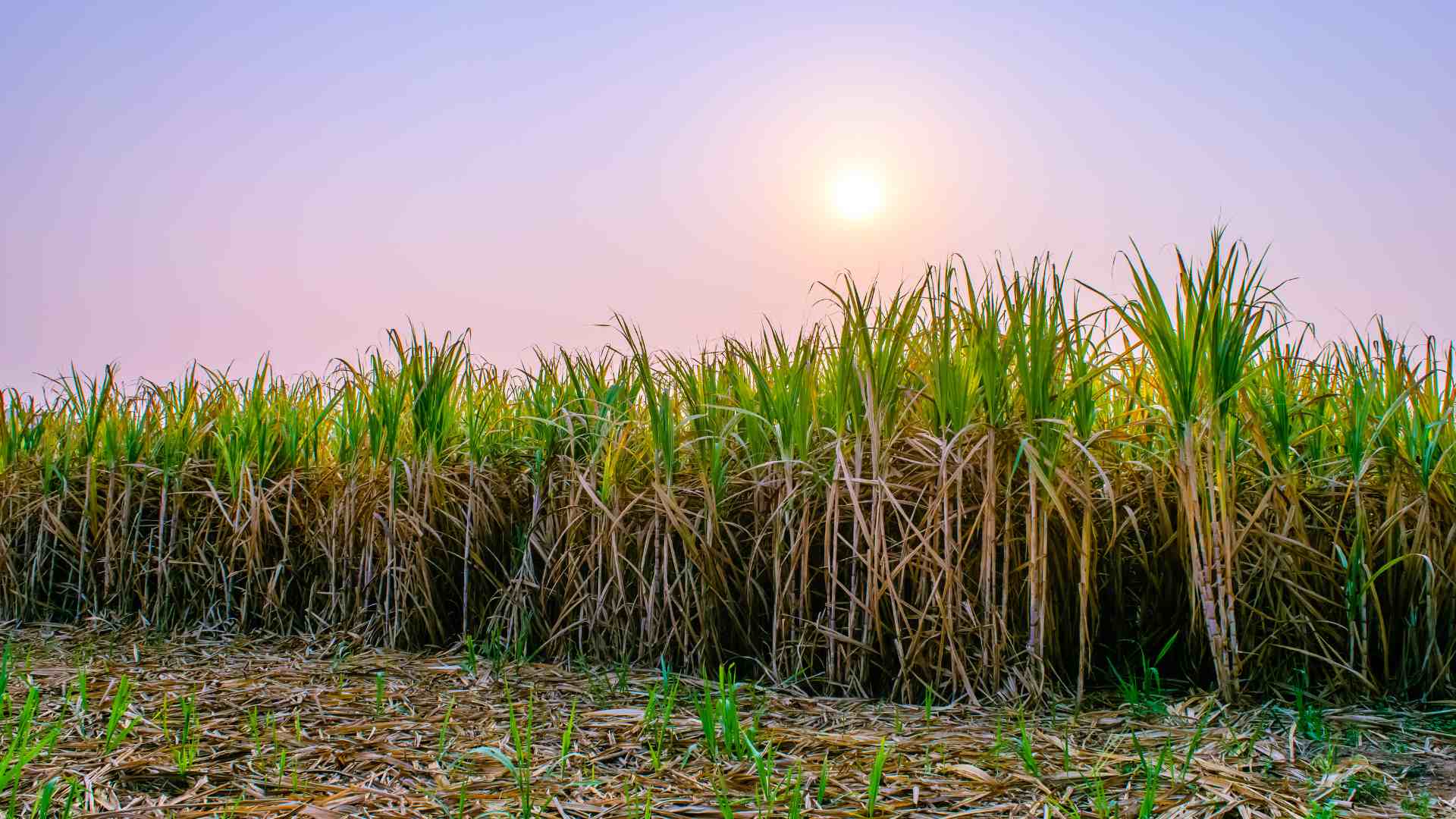 Produção de cana-de-açúcar tem aumento de 23% no Centro-Sul em agosto, indica CTC