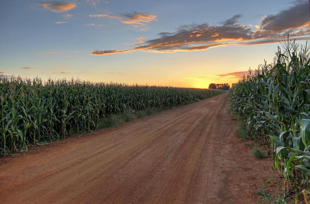 Escalada do milho no Mato Grosso aponta novos cenários para investimentos