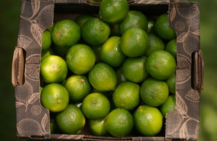 Missão amplia oportunidades para frutas brasileiras na Índia