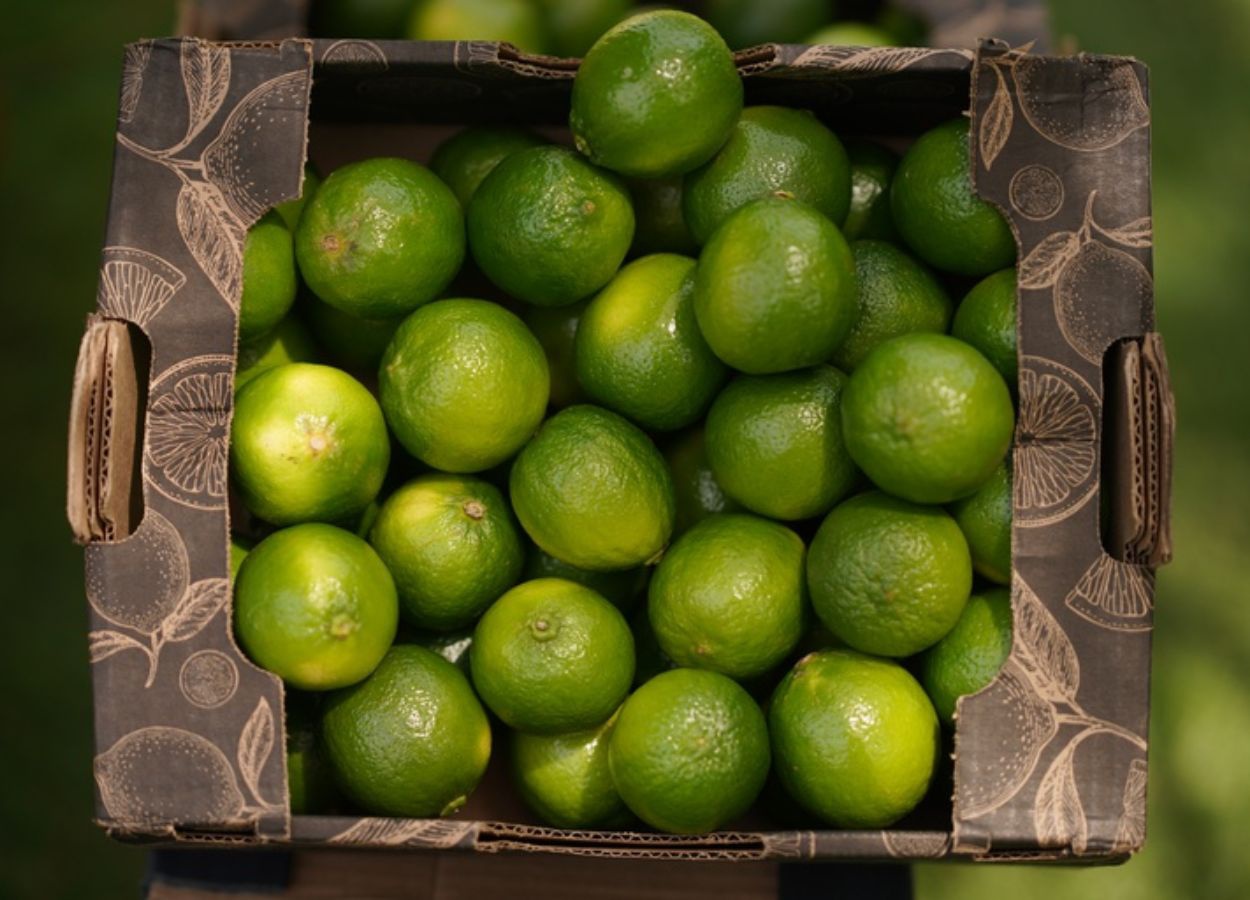Missão amplia oportunidades para frutas brasileiras na Índia