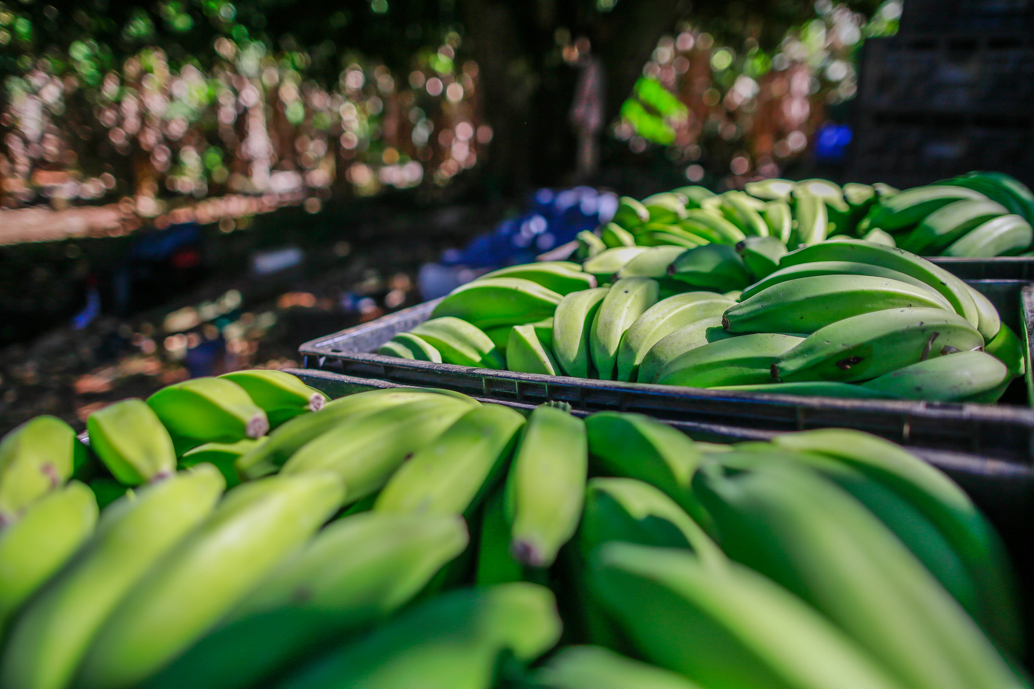 Baixa demanda de banana prata reflete nos preços pagos aos produtores da fruta