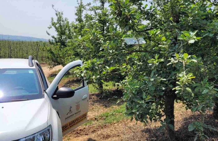 Defesa Agropecuária do Paraná reforça monitoramento da traça-da-maçã