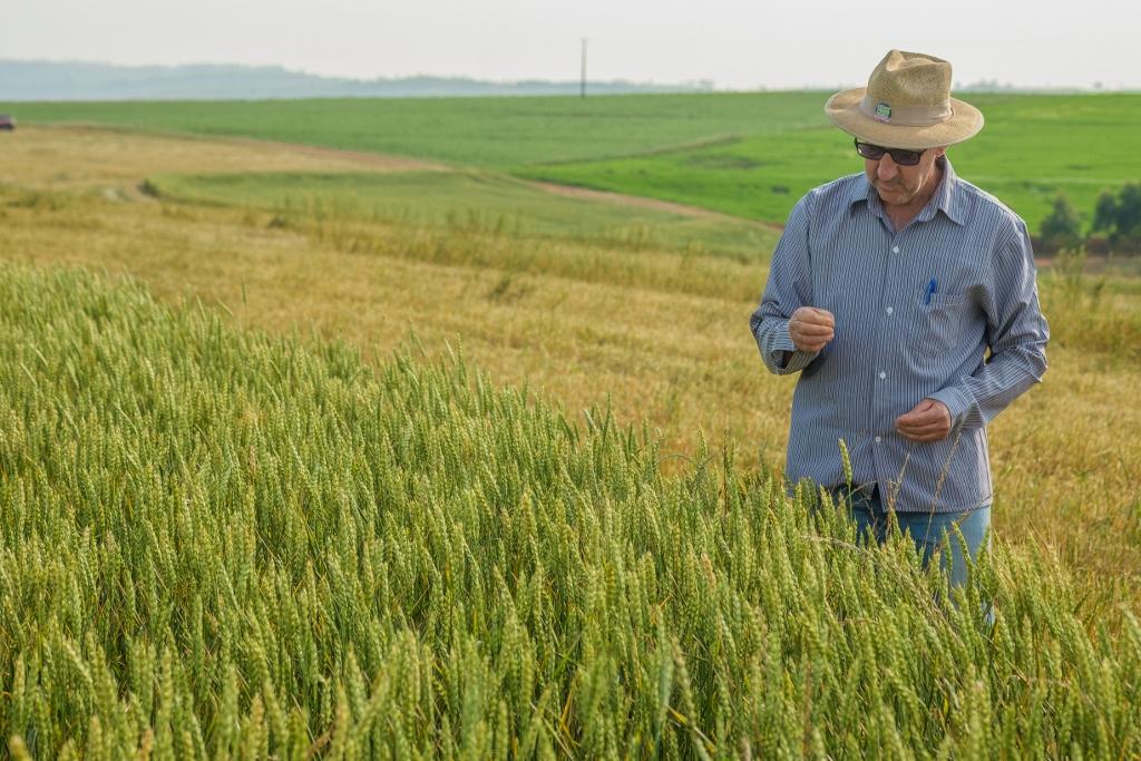 Especial Show Rural: Focado em silagem, trigo se mostra produtivo e competitivo