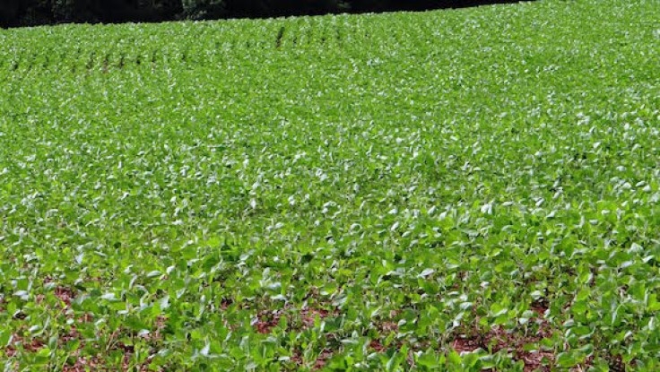 Plantio da soja atinge 3% do total previsto para esta safra no RS