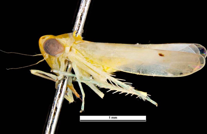 Cientistas publicam artigo confirmando Amrasca biguttula nos EUA