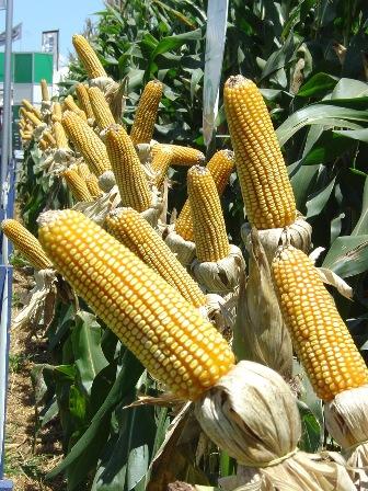 RS abre colheita de milho com evento em Condor
