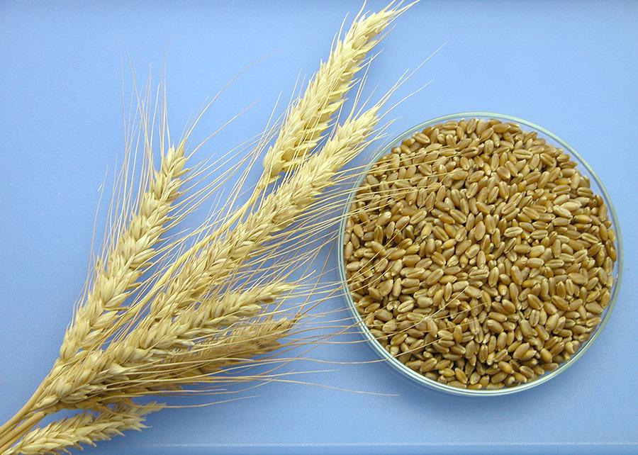 Cientistas apresentam práticas para reduzir a contaminação do trigo por micotoxinas