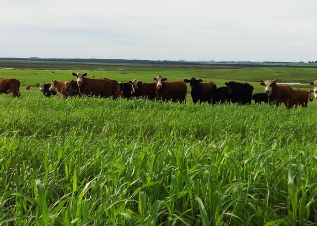 Cultivar de capim gera mais de R$ 75 milhões para pecuária no Sul