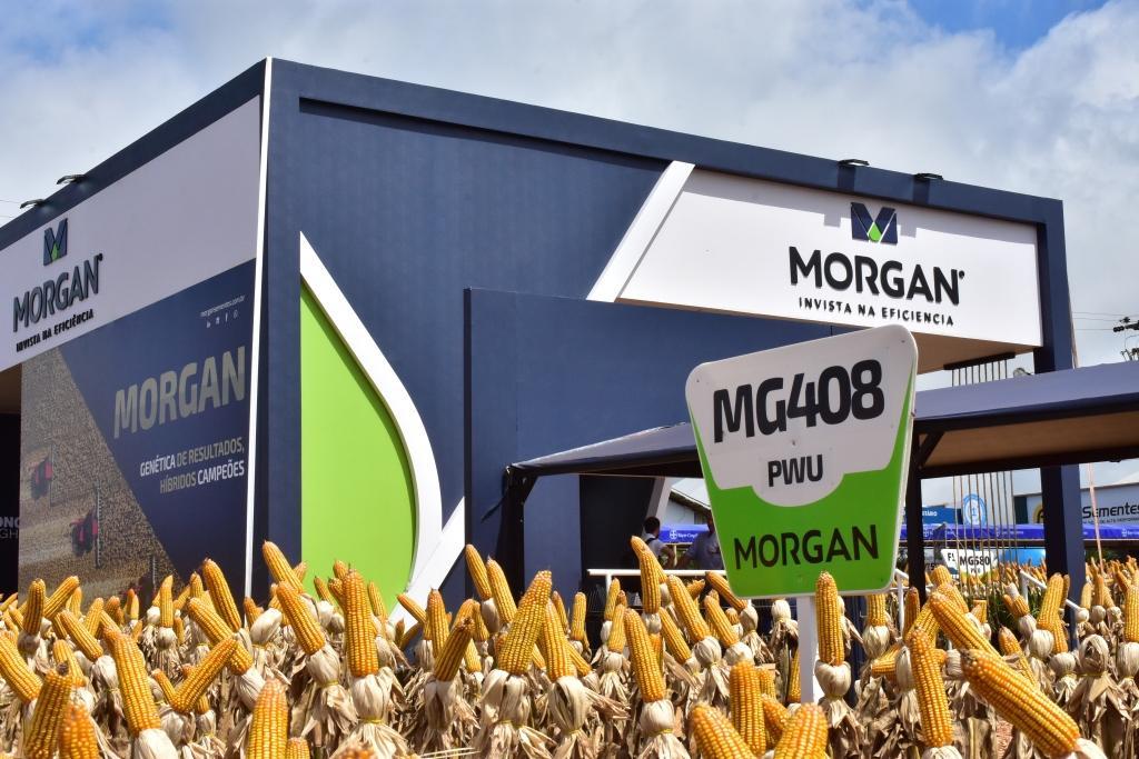 Especial Show Rural: Morgan lança três híbridos de milho