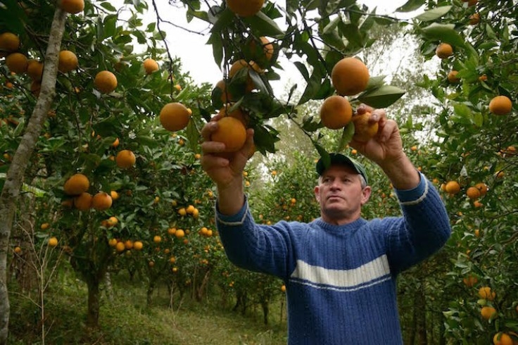 Citricultores gaúchos registram perdas em função do clima