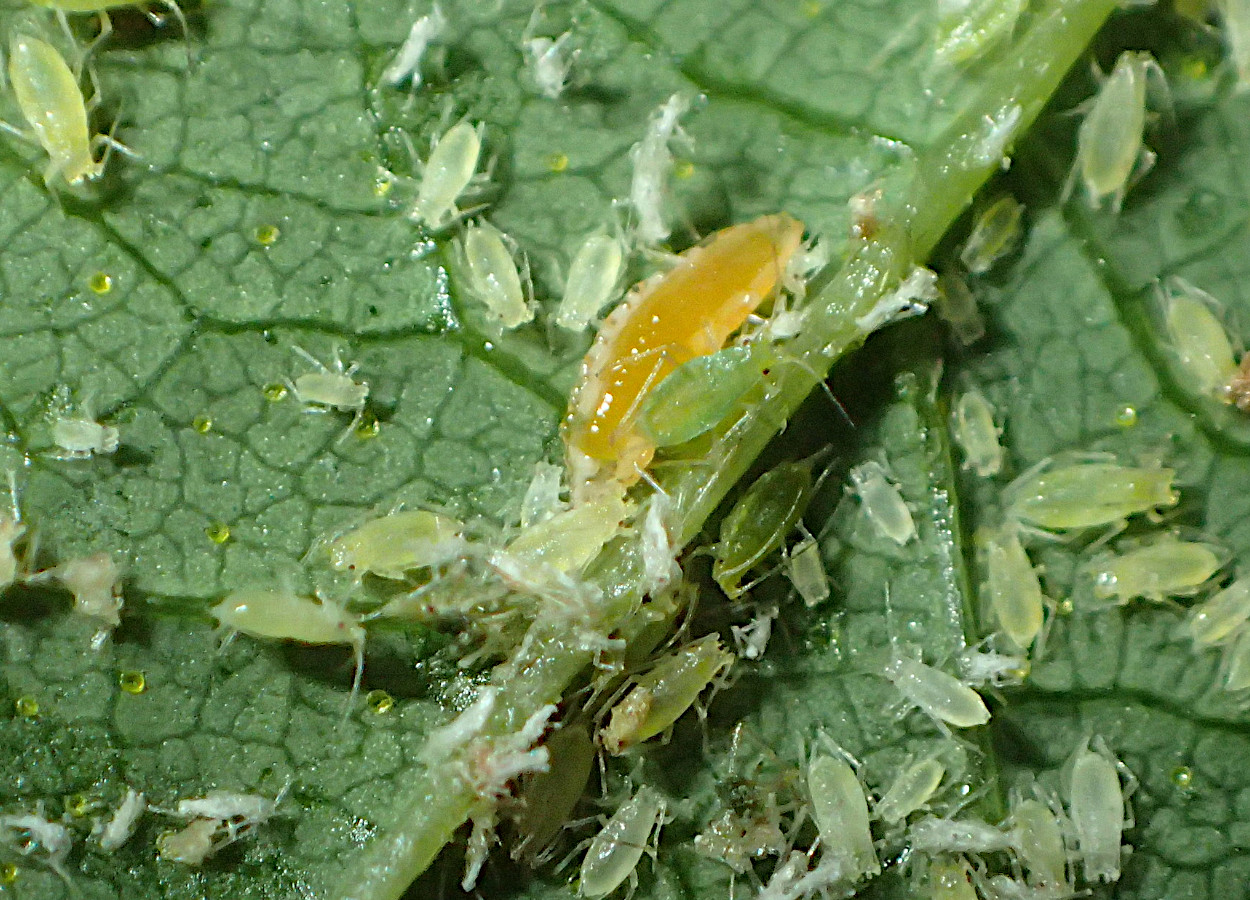 Foto:&nbsp;Whitney Cranshaw / Colorado State University - Bugwood - BY CC 3.0